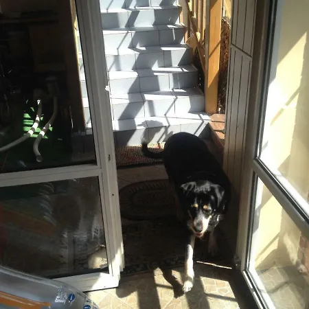 Goscinne ستافيغودا